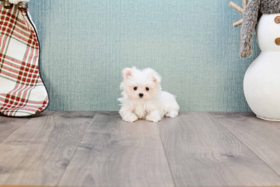 Maltese Puppy for Adoption