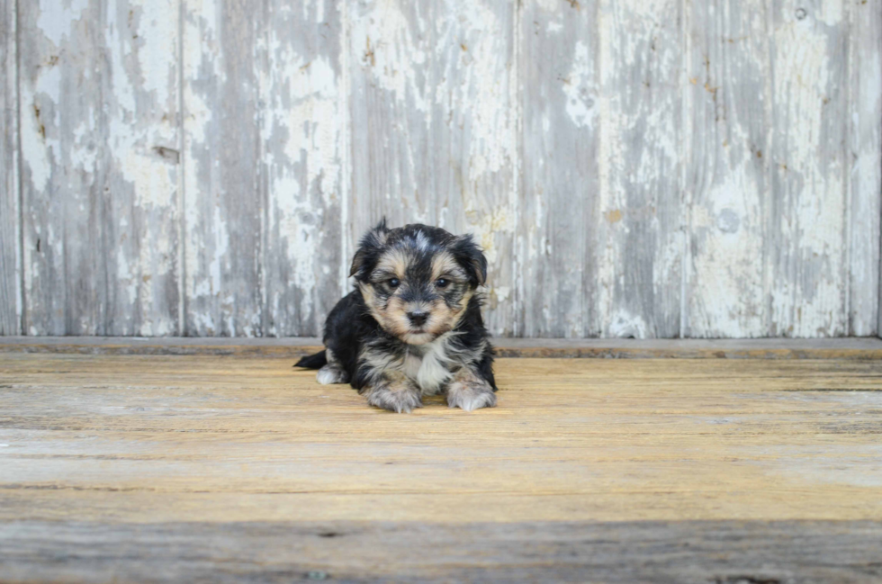 Cute Morkie Baby