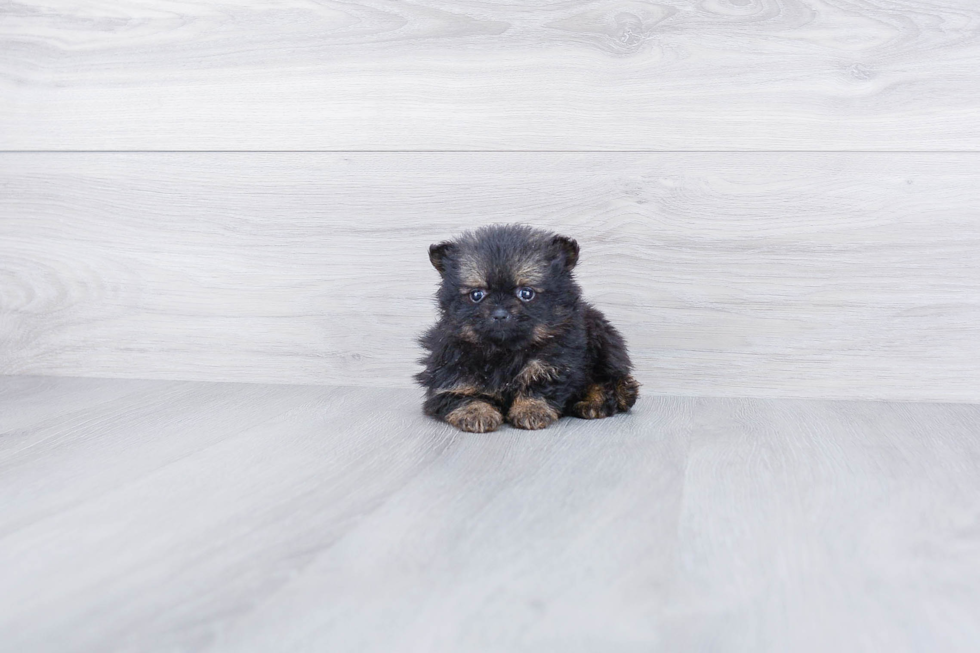 Best Pomeranian Baby