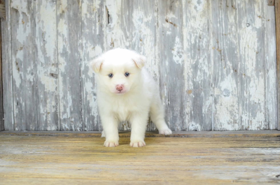 Sweet Pomsky Baby