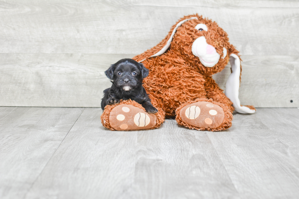 Best Yorkie Poo Baby