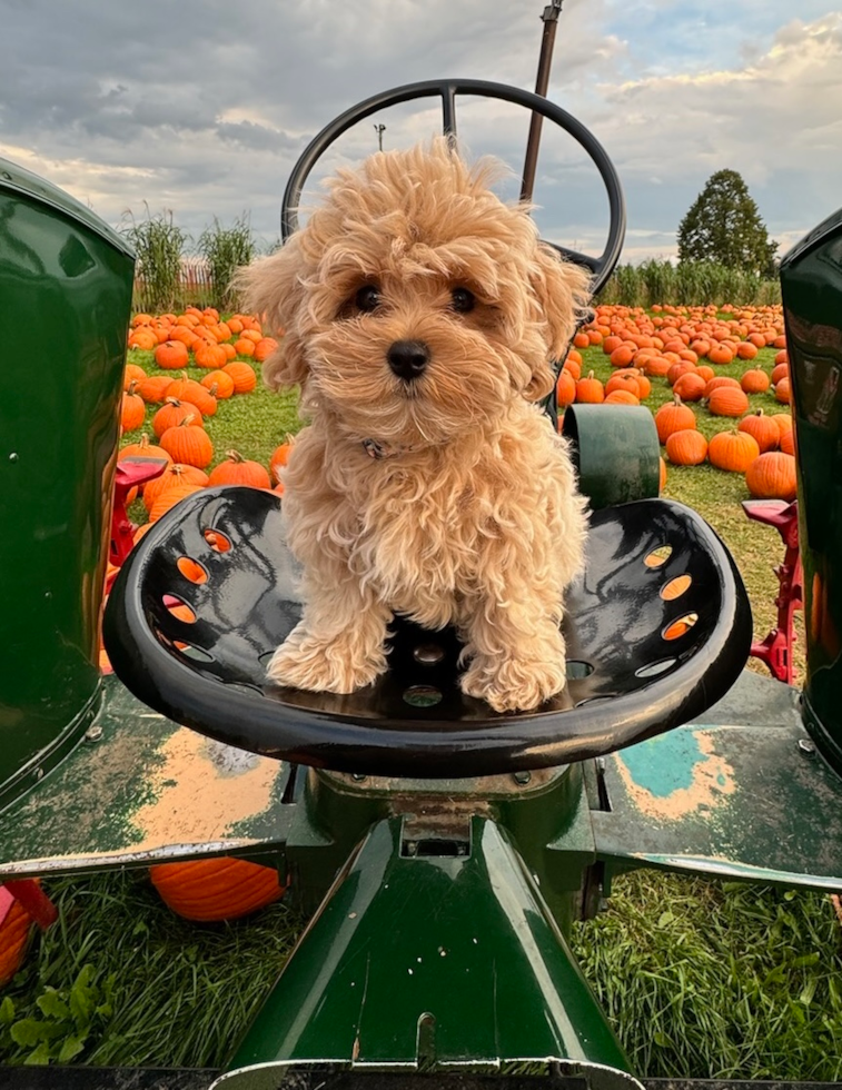 Friendly Maltipoo Pup