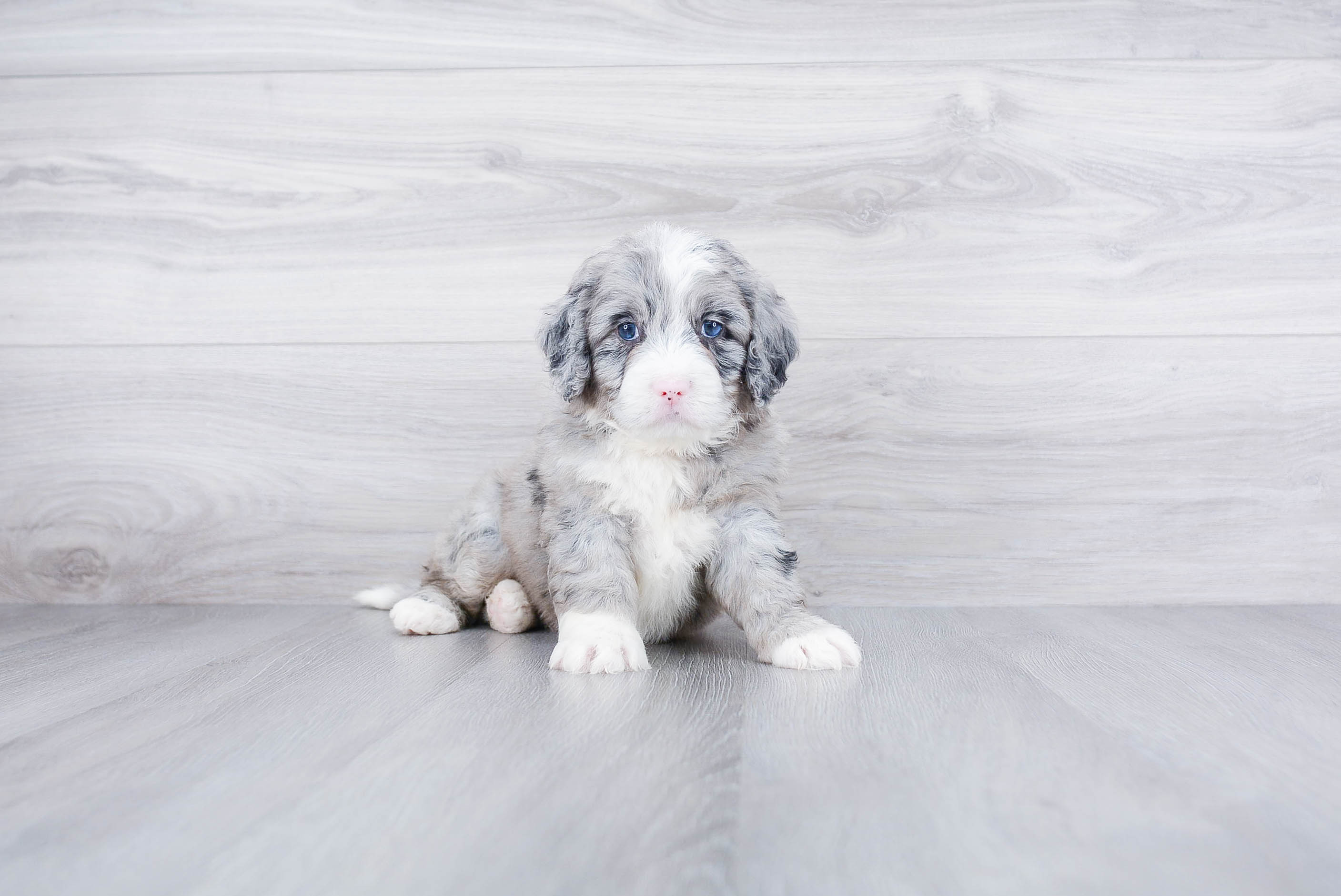 Happy Mini Bernedoodle Baby