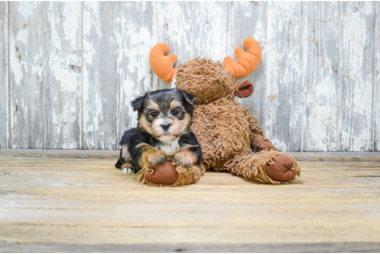 Happy Morkie Baby