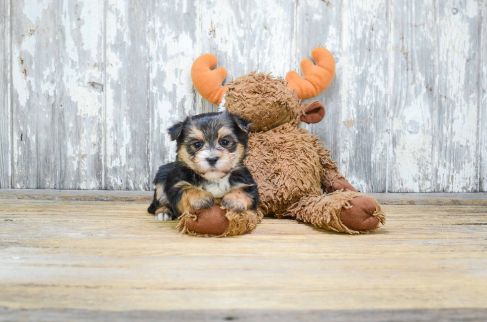 Happy Morkie Baby