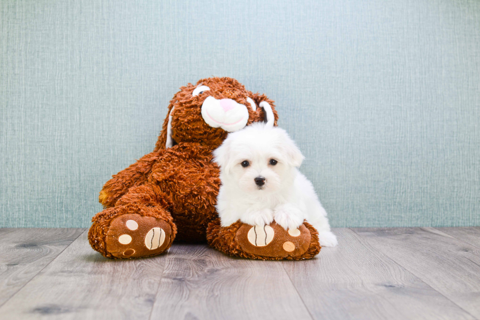 Maltese Pup Being Cute