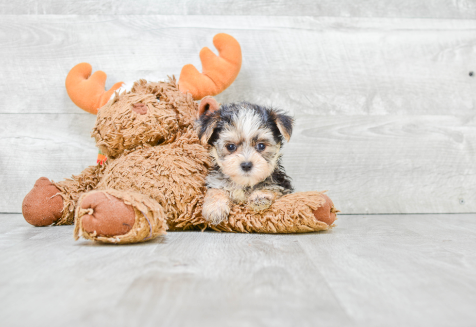 Sweet Morkie Baby