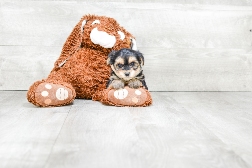 Small Morkie Baby