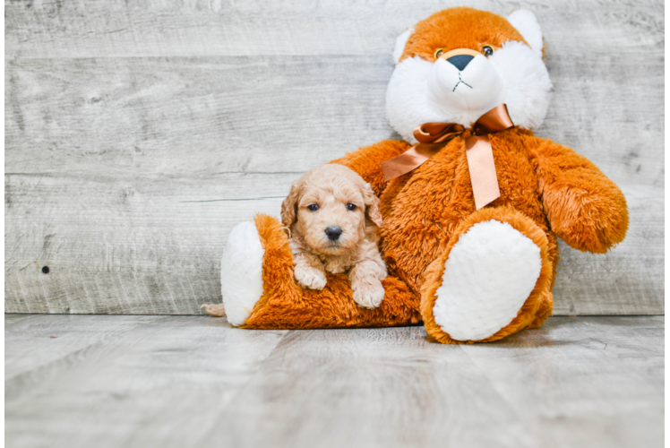 Hypoallergenic Golden Retriever Poodle Mix Puppy