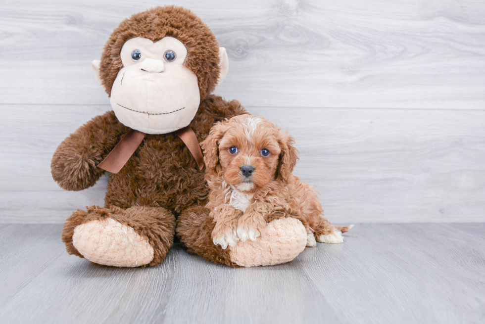 Cavapoo Puppy for Adoption