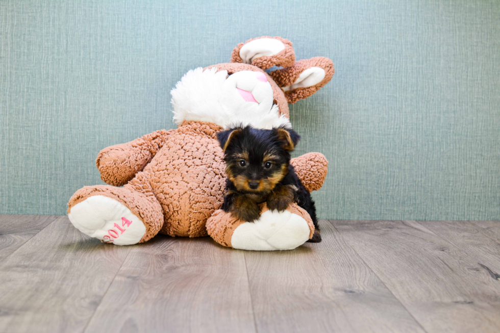 Meet Rebecca - our Yorkshire Terrier Puppy Photo 