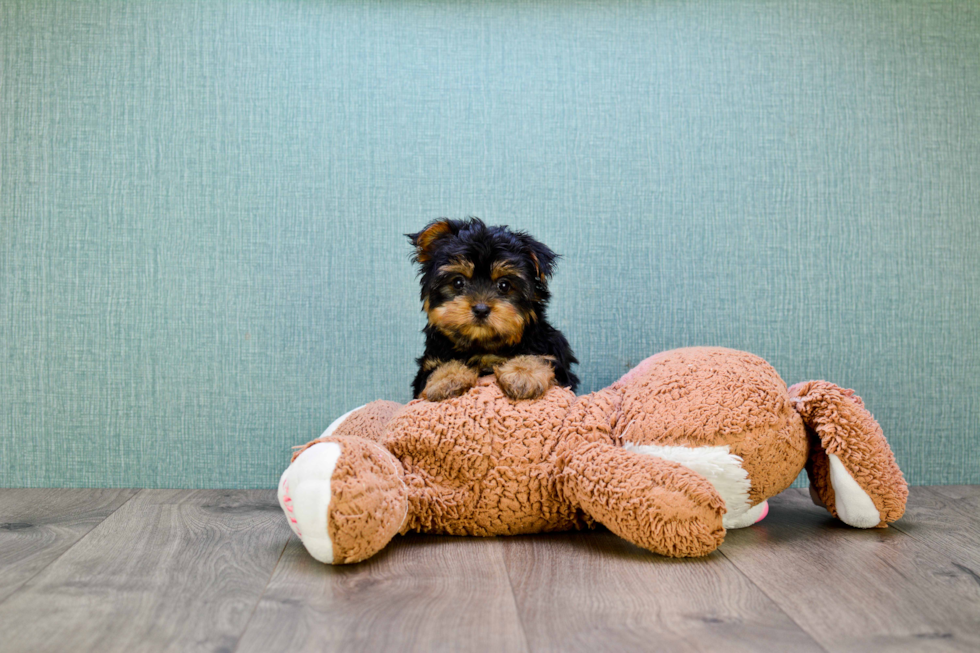 Meet Capone - our Yorkshire Terrier Puppy Photo 