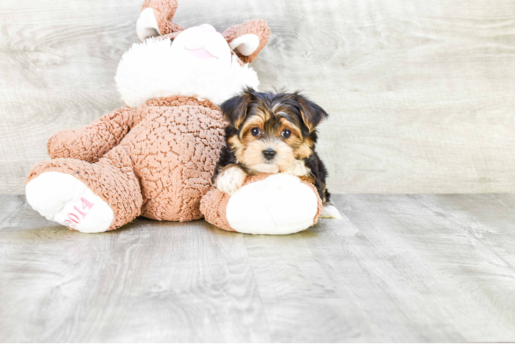Morkie Puppy for Adoption