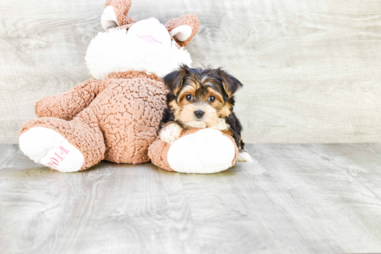 Morkie Puppy for Adoption
