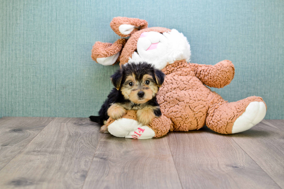 Morkie Puppy for Adoption
