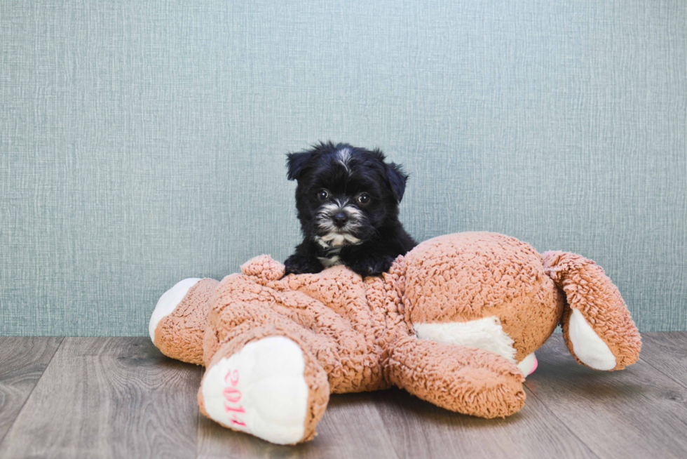 Morkie Puppy for Adoption