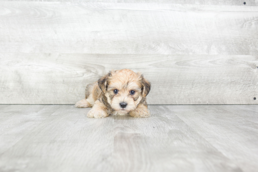 Little Yorkie Designer Puppy