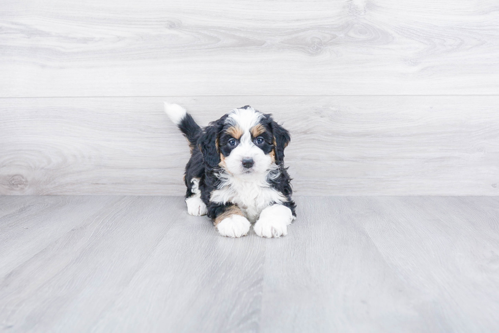 Mini Bernedoodle Puppy for Adoption