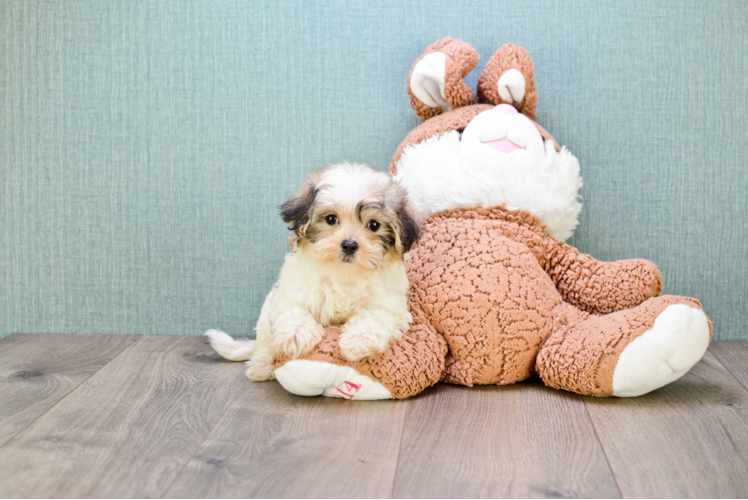 Energetic Maltepoo Poodle Mix Puppy