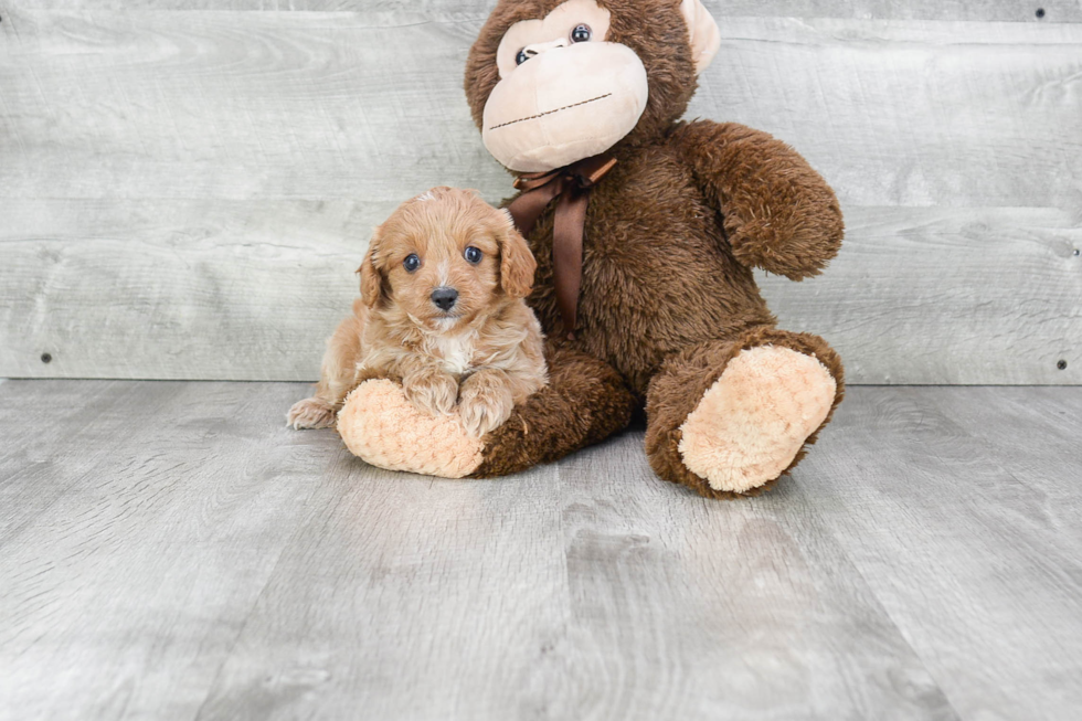 Cavapoo Puppy for Adoption