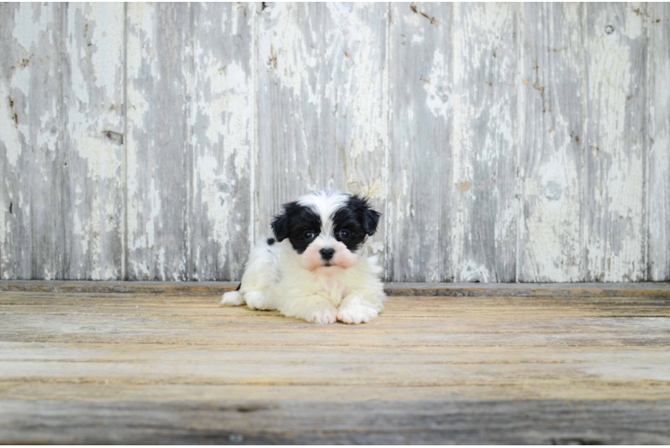 Morkie Pup Being Cute