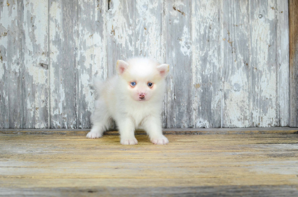 Pomsky Puppy for Adoption
