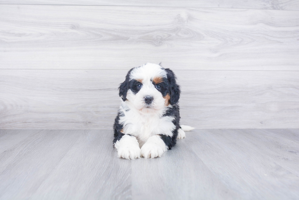 Adorable Bernadoodle Poodle Mix Puppy