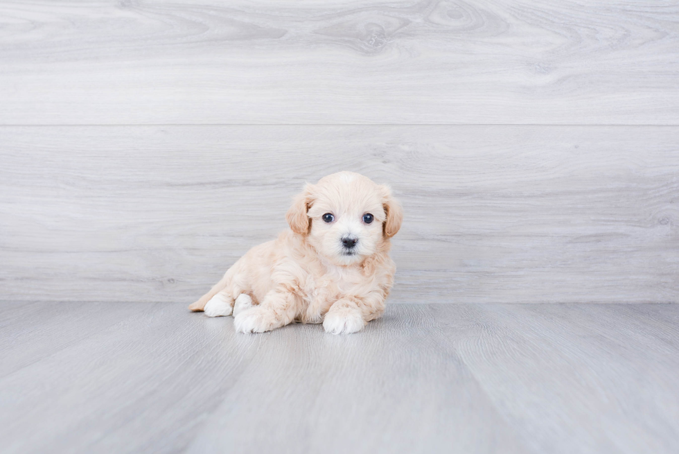 Hypoallergenic Maltepoo Poodle Mix Puppy