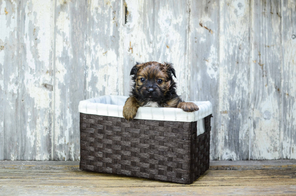 Yorkie Pom Pup Being Cute