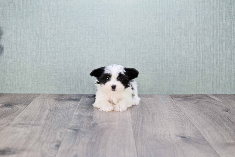 Funny Morkie Designer Pup