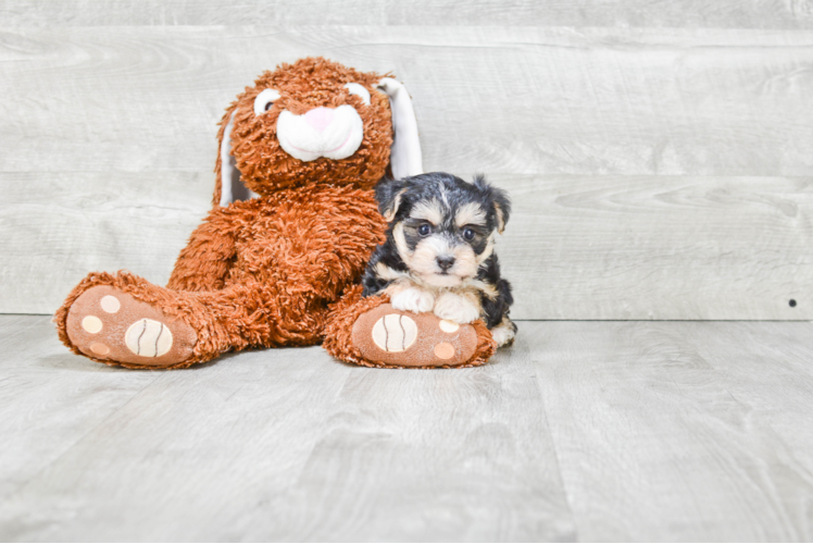 Morkie Puppy for Adoption