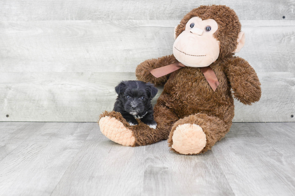 Morkie Pup Being Cute
