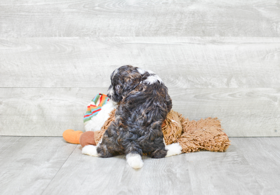 Petite Cavapoo Poodle Mix Pup