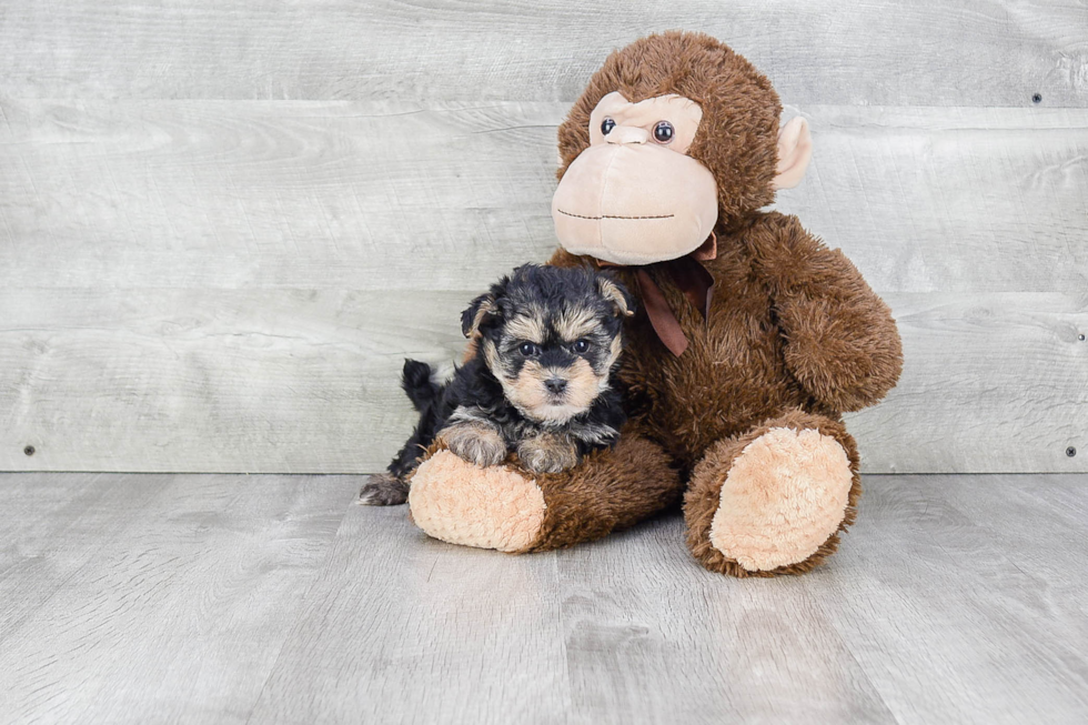 Smart Morkie Designer Pup