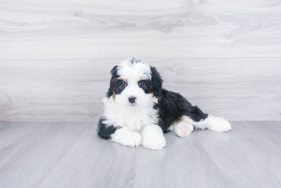Friendly Mini Bernedoodle Baby