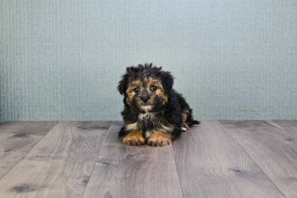 Morkie Puppy for Adoption