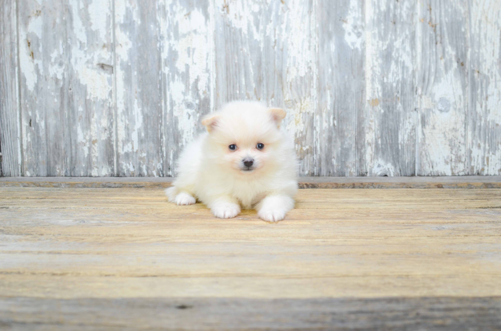 Friendly Pomeranian Baby