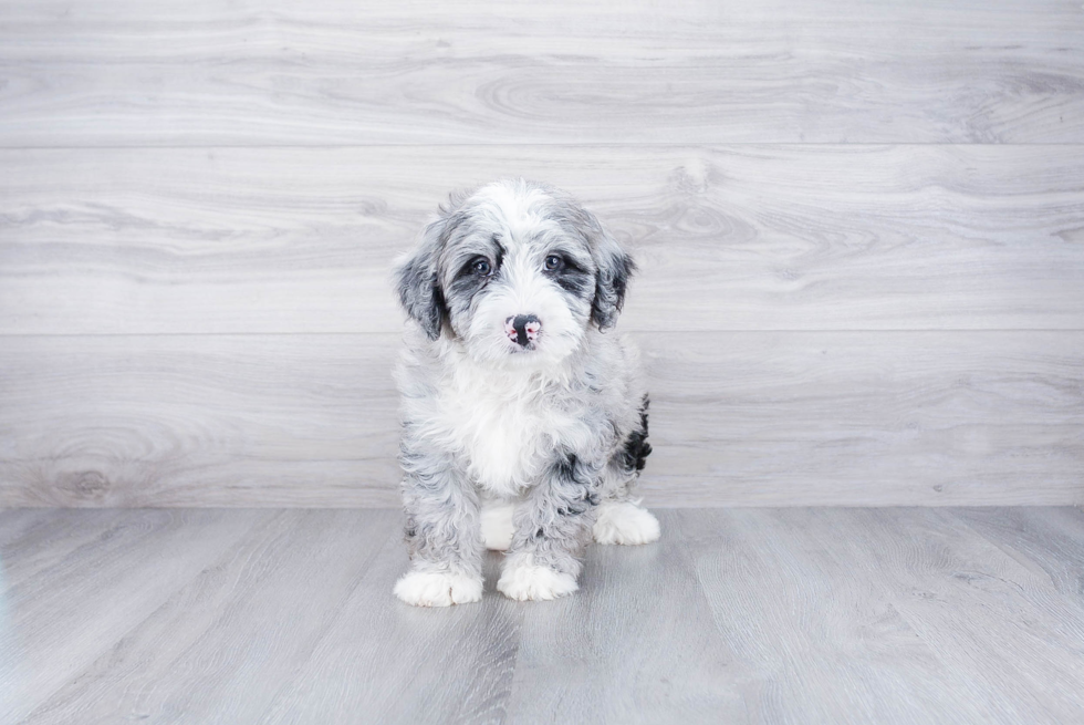 Adorable Bernadoodle Poodle Mix Puppy