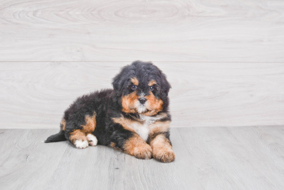 Mini Bernedoodle Pup Being Cute