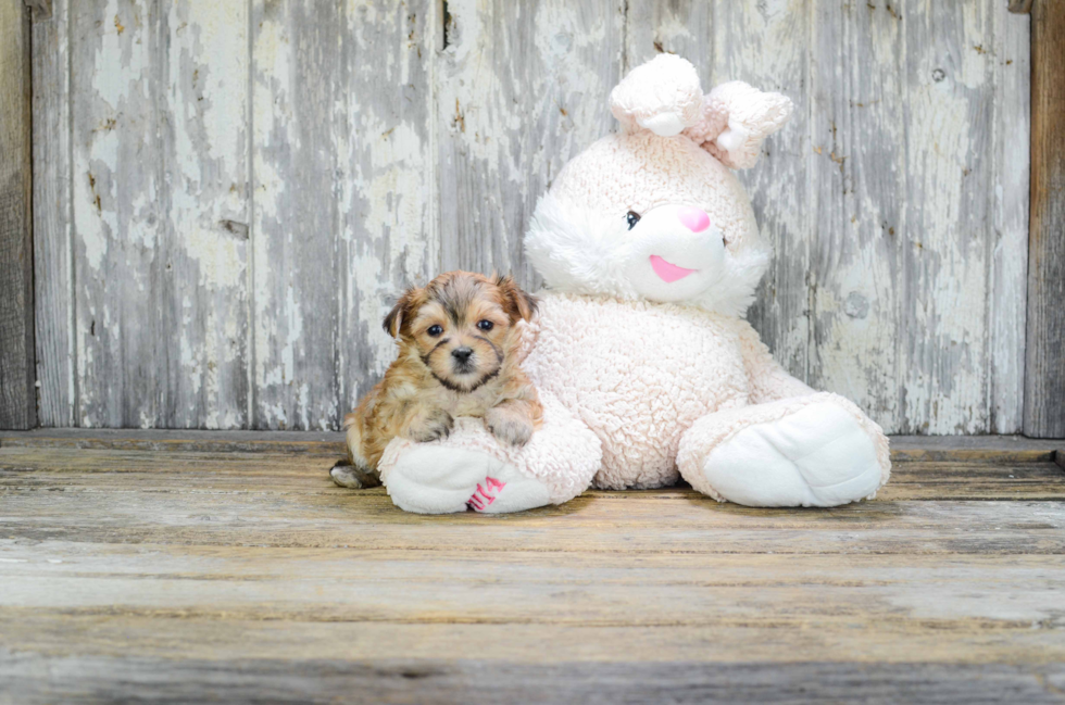 Playful Yorkie Designer Puppy