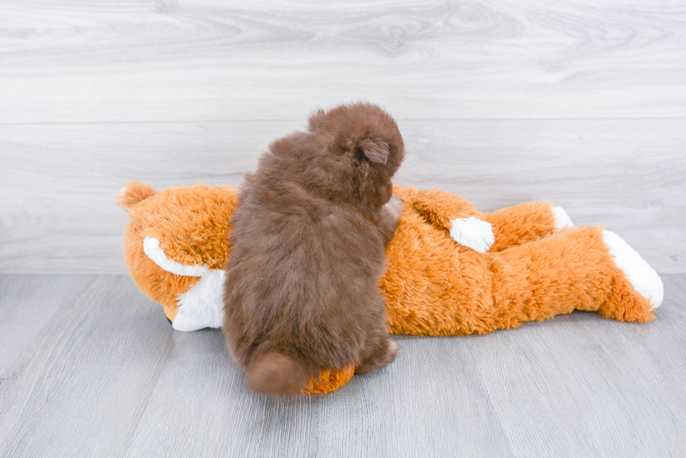 Best Pomeranian Baby