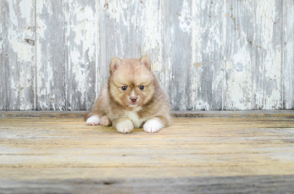 Best Pomsky Baby