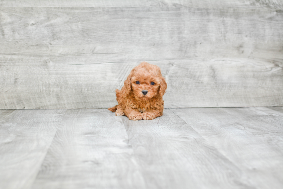 Little Cavoodle Poodle Mix Puppy