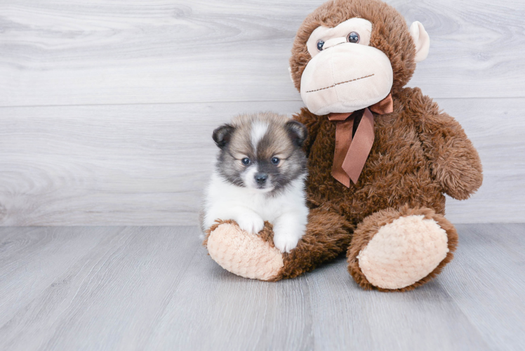 Pomeranian Pup Being Cute