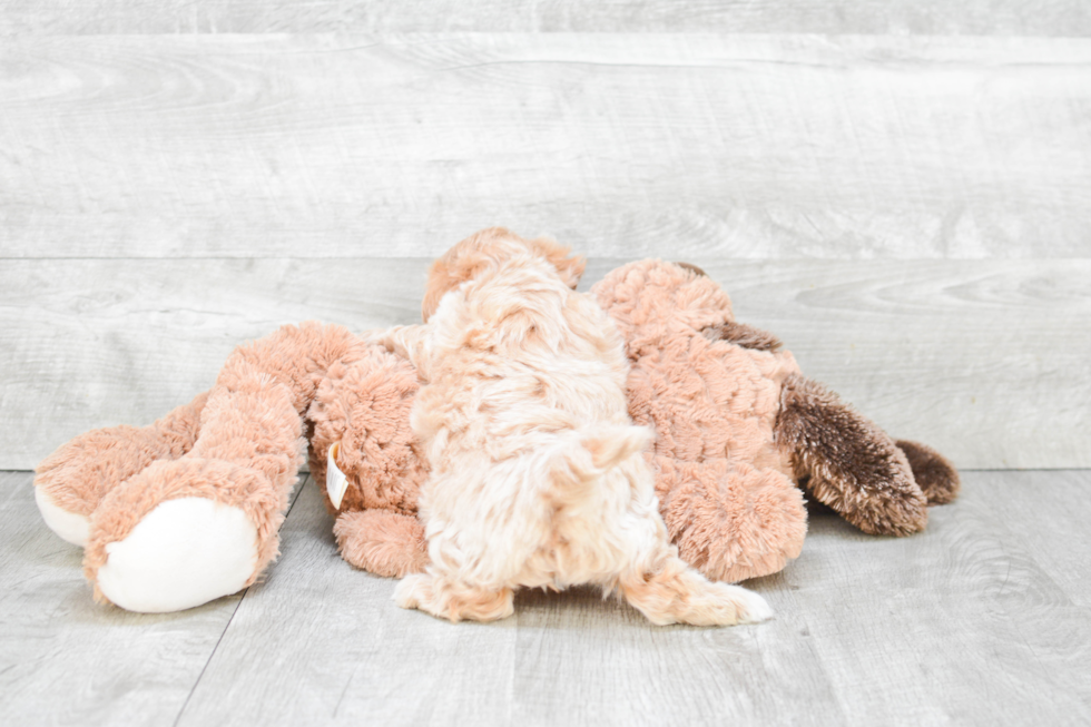 Maltipoo Puppy for Adoption