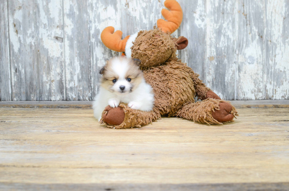 Popular Pomeranian Baby
