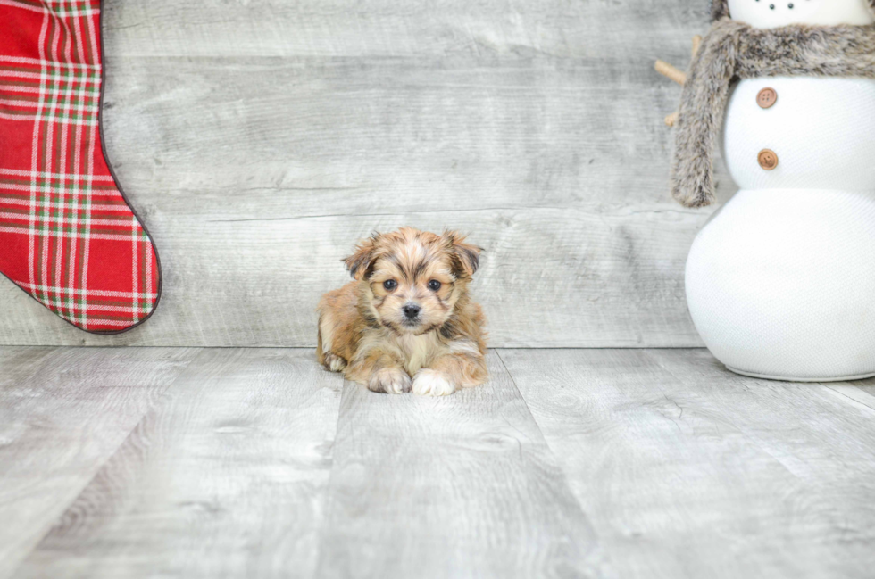 Morkie Pup Being Cute