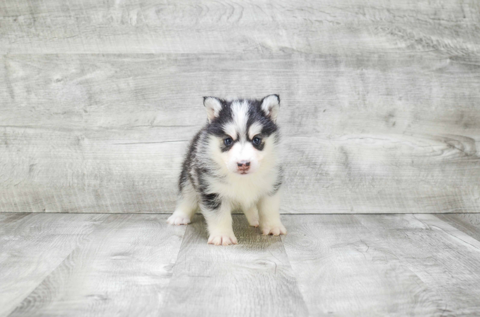 Best Pomsky Baby