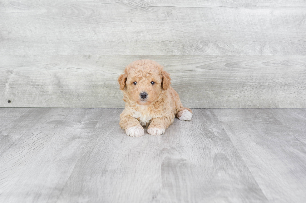 Smart Maltipoo Poodle Mix Pup