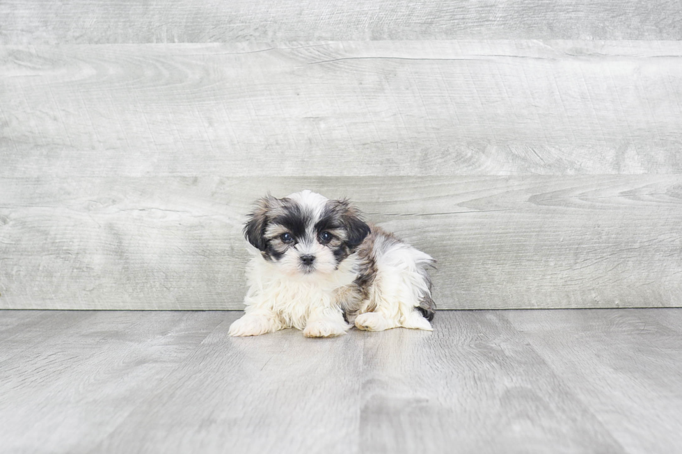 Teddy Bear Puppy for Adoption